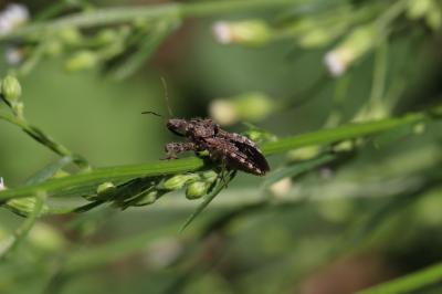  Coranus griseus (Rossi, 1790)