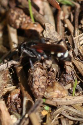  Cryptocheilus fabricii (Vander Linden, 1827)