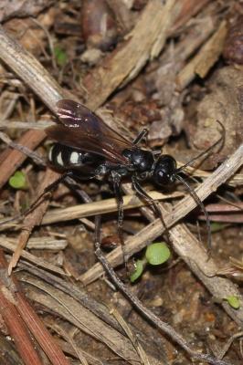  Cryptocheilus fabricii (Vander Linden, 1827)