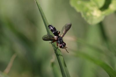  Cylindromyia rufipes (Meigen, 1824)