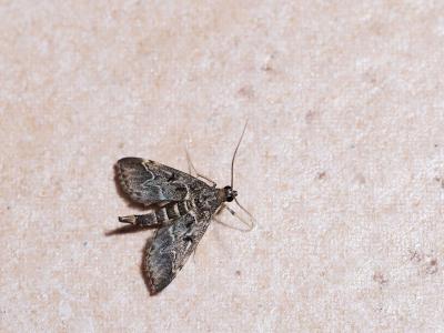  Duponchelia fovealis Zeller, 1847