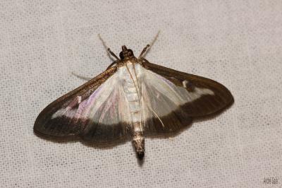 Pyrale du buis Cydalima perspectalis (Walker, 1859)