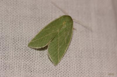 Halias du Chêne (La) Bena bicolorana (Fuessly, 1775)