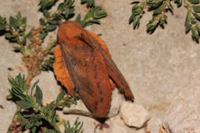 Feuille-Morte du Chêne (La) Gastropacha quercifolia (Linnaeus, 1758)