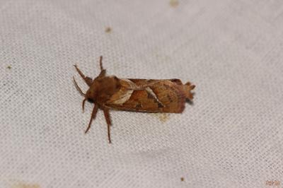 Sylvine (La) Triodia sylvina (Linnaeus, 1760)
