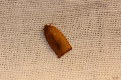  Cacoecimorpha pronubana (Hübner, 1799)