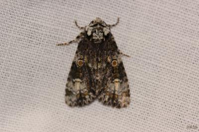 Troënière (La) Craniophora ligustri (Denis & Schiffermüller, 1775)