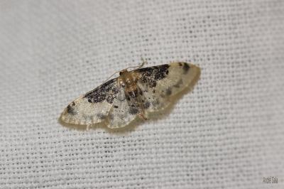 Acidalie rustique du Midi (L') Idaea filicata (Hübner, 1799)