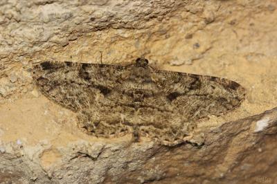 Boarmie rhomboïdale (La), Boarmie commune (La) Peribatodes rhomboidaria (Denis & Schiffermüller, 1775)