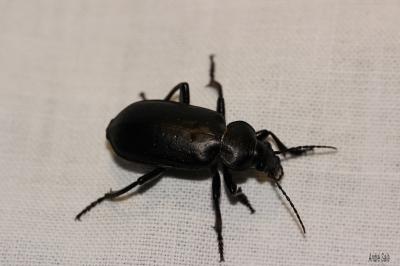 Calosome de Madère Calosoma maderae (Fabricius, 1775)