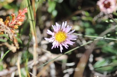 Vergerette des Alpes Erigeron alpinus L., 1753