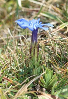 Gentiane printanière Gentiana verna L., 1753