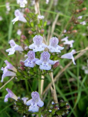 Calament glanduleux Clinopodium nepeta (L.) Kuntze, 1891