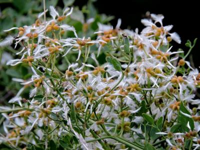 Clématite flamme, Clématite odorante Clematis flammula L., 1753