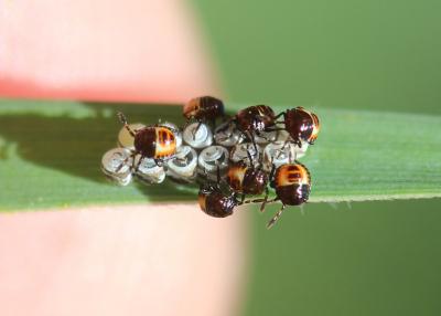  Eurydema Laporte, 1833