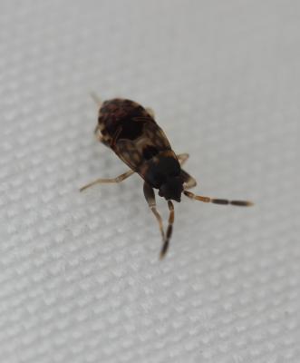  Scolopostethus 