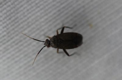  Heterocordylus tibialis (Hahn, 1833)
