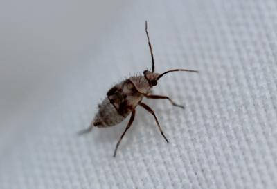  Deraeocoris Kirschbaum, 1856