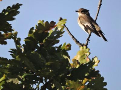 Gobemouche noir Ficedula hypoleuca (Pallas, 1764)