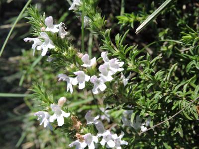 Sarriette de montagne Satureja montana L., 1753