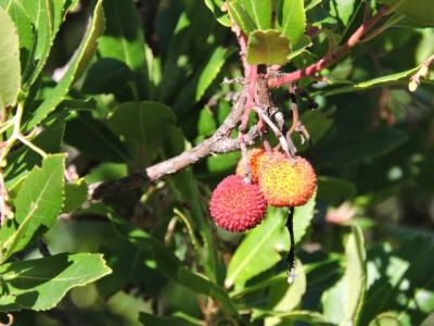Arbousier commun, Arbre aux fraises Arbutus unedo L., 1753