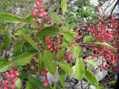 Pistachier térébinthe, Pudis Pistacia terebinthus L., 1753
