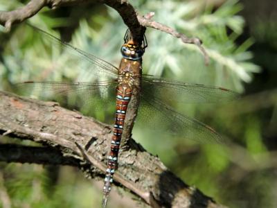 Aeschne mixte Aeshna mixta Latreille, 1805