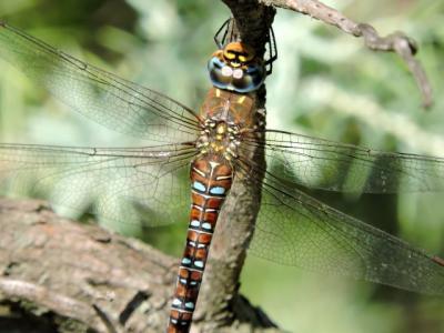 Aeschne mixte Aeshna mixta Latreille, 1805