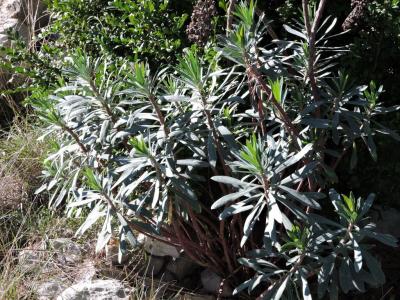 Euphorbe des vallons Euphorbia characias L., 1753