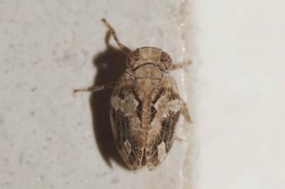  Latilica maculipes (Melichar, 1906)