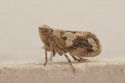  Latilica maculipes (Melichar, 1906)