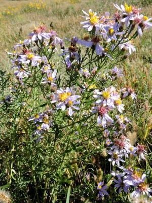 Aster âcre Galatella sedifolia (L.) Greuter, 2003