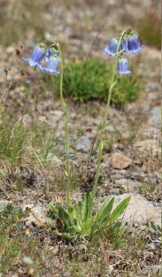 Campanule barbue Campanula barbata L., 1759