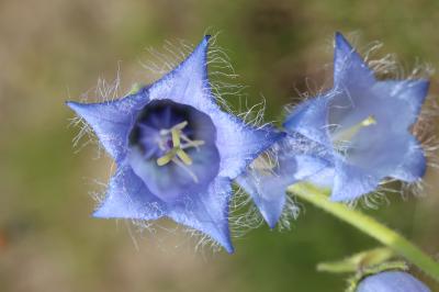 Campanule barbue Campanula barbata L., 1759