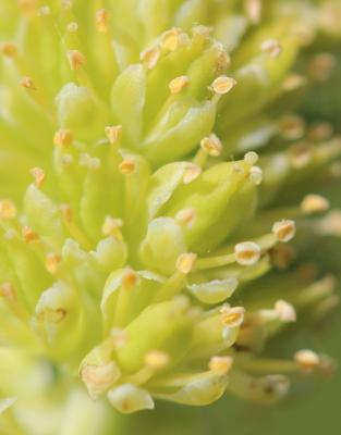 Tofieldie à calicule Tofieldia calyculata (L.) Wahlenb., 1812