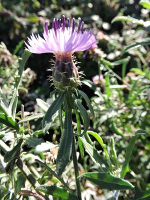 Centaurée rude Centaurea aspera L., 1753