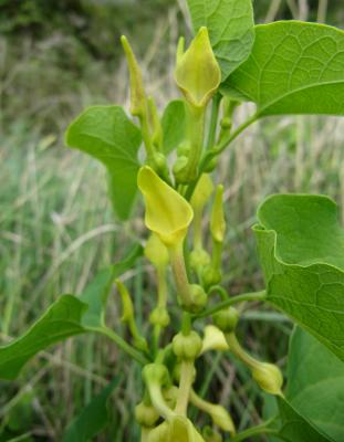 Aristoloche clématite, Poison de terre Aristolochia clematitis L., 1753