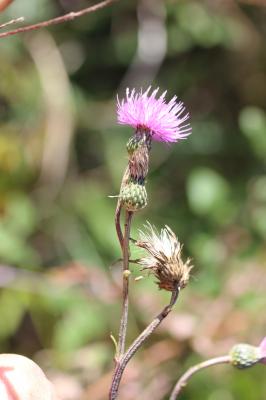 Cirse de Montpellier Cirsium monspessulanum (L.) Hill, 1768