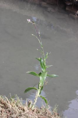 Cirse de Montpellier Cirsium monspessulanum (L.) Hill, 1768