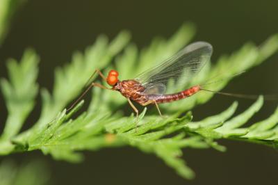  Serratella ignita (Poda, 1761)