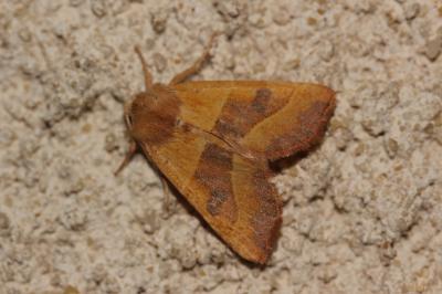 Xanthie topaze (La) Atethmia centrago (Haworth, 1809)