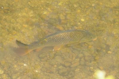 Carpe commune, Carpat, Carpeau, Escarpo, Kerpaille Cyprinus carpio Linnaeus, 1758