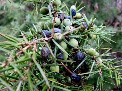 Genévrier commun, Peteron Juniperus communis L., 1753