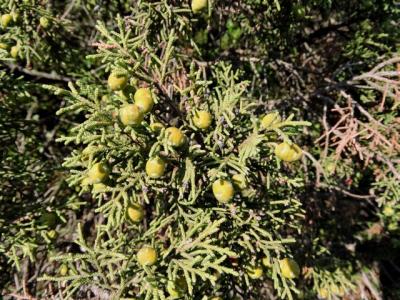 Genevrier de phoenicie, Lycien Juniperus phoenicea L., 1753
