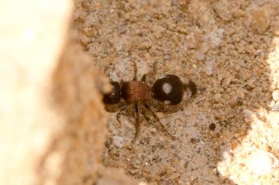  Smicromyrme Thomson, 1870