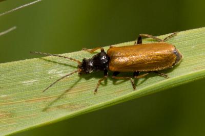  Rhagonycha nigriventris Motschulsky, 1860