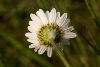 Marguerite commune, Leucanthème commun Leucanthemum vulgare Lam., 1779