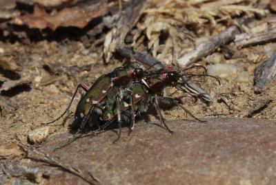Cicindèle champêtre Cicindela campestris Linnaeus, 1758