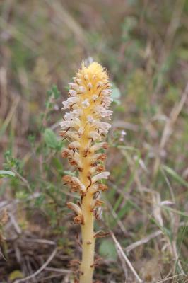 Orobanche violette, Orobanche du Panicaut Orobanche amethystea Thuill., 1799