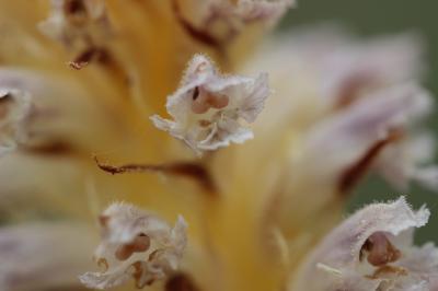 Orobanche violette, Orobanche du Panicaut Orobanche amethystea Thuill., 1799